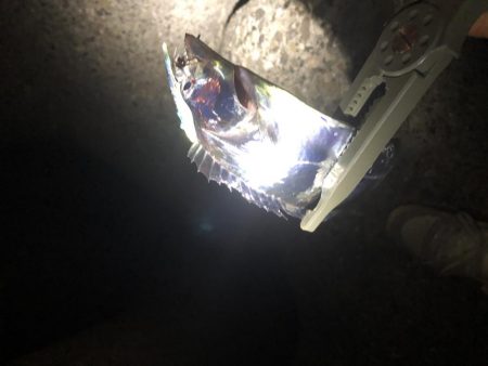 タチウオ釣行！