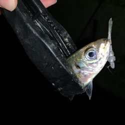 アーバンサイドアジング