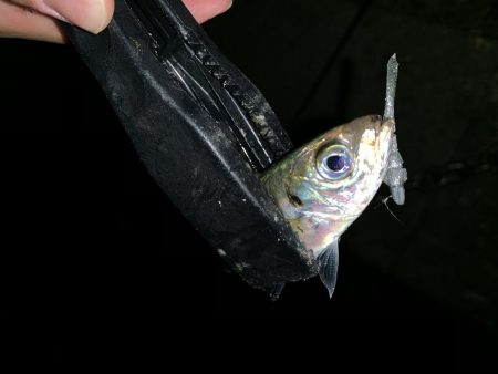 アーバンサイドアジング