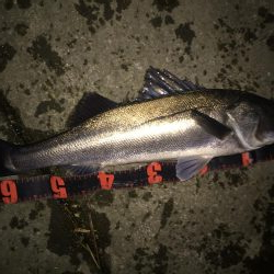 雨上がりシーバス