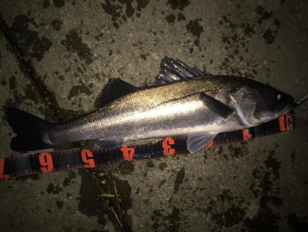 雨上がりシーバス