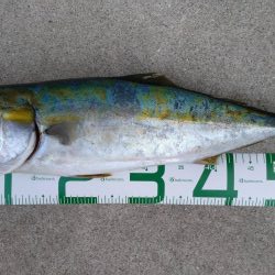 トップでハマチ