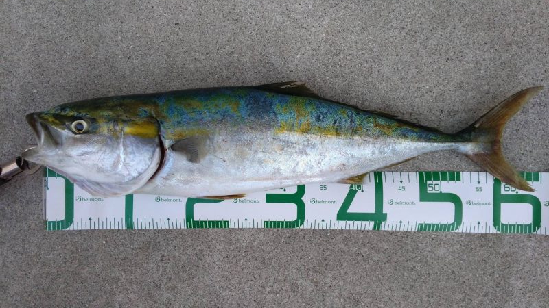 トップでハマチ