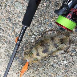 エギング!ナブラ祭り!