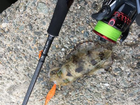 エギング!ナブラ祭り!