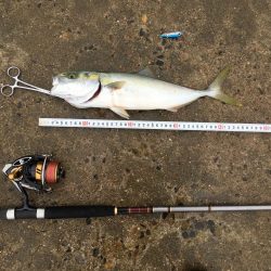 小雨の中ツバス爆釣！