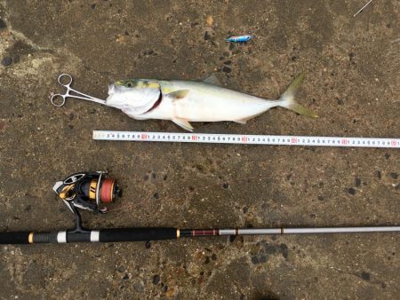 小雨の中ツバス爆釣！