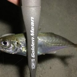 ナイトアジング