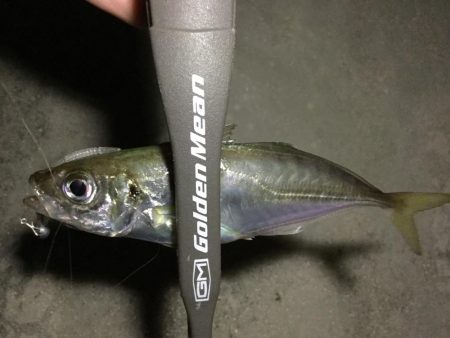 ナイトアジング