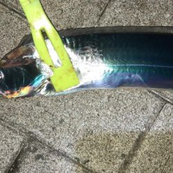 人でいっぱいシーサイドコスモ