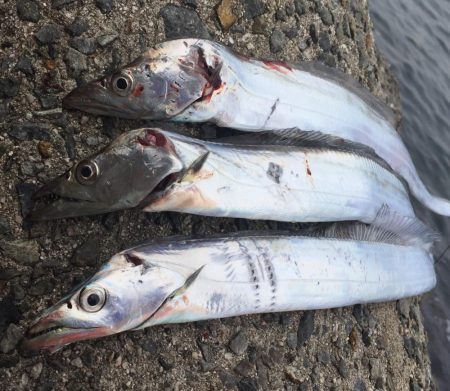 エソ番長復活‼️…