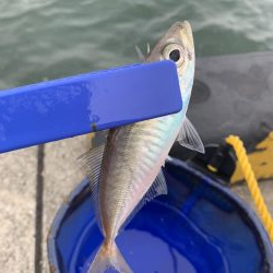 タチウオは何処へ