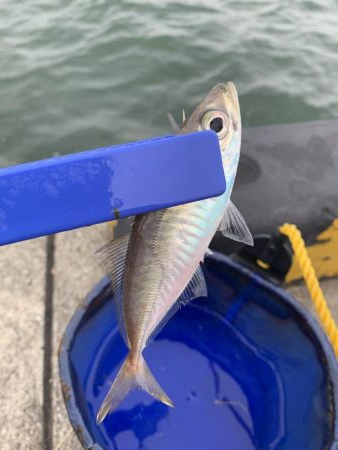 タチウオは何処へ