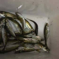 アオリイカ マズマズの大きさ