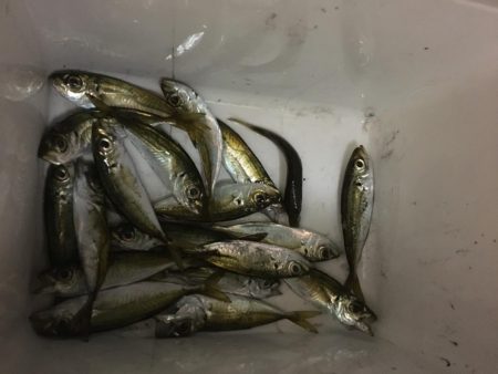 アオリイカ マズマズの大きさ