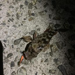 ニシン！？？ルアーに好反応！