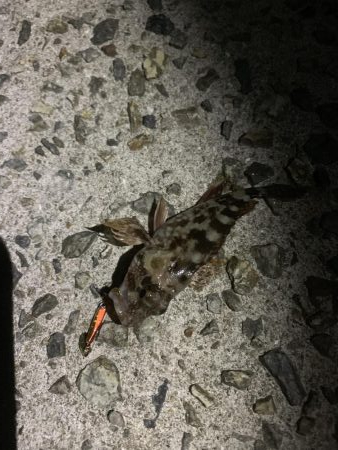 ニシン！？？ルアーに好反応！