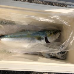 ショアジギング