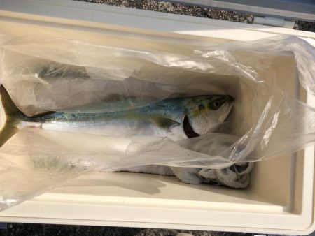 ショアジギング