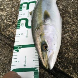 メジロ⁉︎いやハマチ