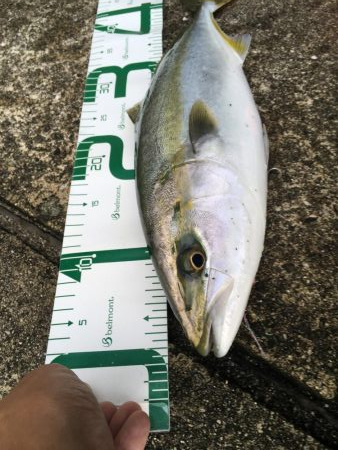 メジロ⁉︎いやハマチ