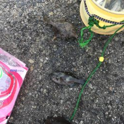 深日港でサビキ