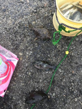 深日港でサビキ