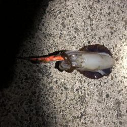 今シーズン初エギング