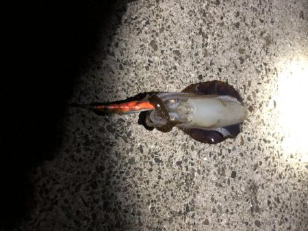 今シーズン初エギング