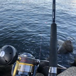 太刀魚と青物渋め