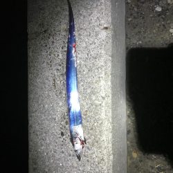 ご近所湾奥釣行