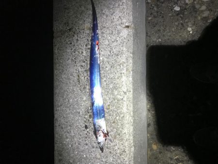 ご近所湾奥釣行