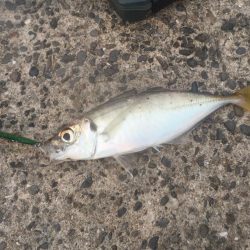 2日連続 息子と釣行