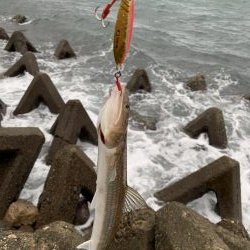 青物は来なかったけど