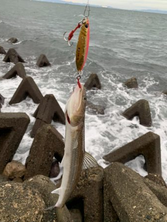 青物は来なかったけど