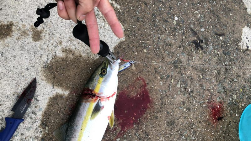 人工島青物リベンジ