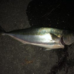 66センチのハマチ?ヒラマサ?