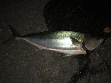 66センチのハマチ?ヒラマサ?