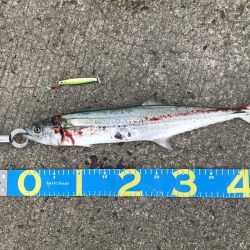 今日もさごし！