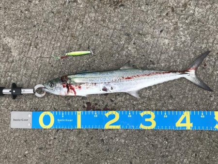 今日もさごし！