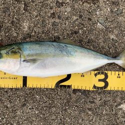 お久しぶりです。タチウオさん！！