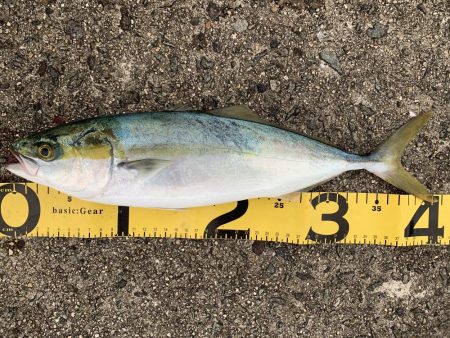 お久しぶりです。タチウオさん！！