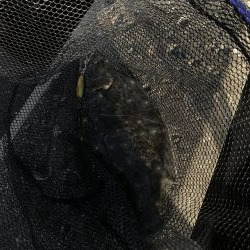 高級魚。ヒ、ヒ、ヒラメ！！