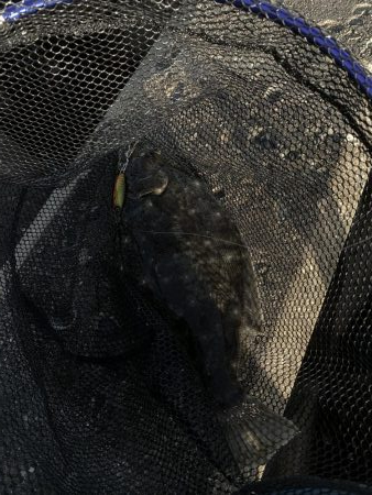 高級魚。ヒ、ヒ、ヒラメ！！