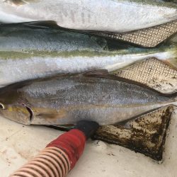 あたりは多いが