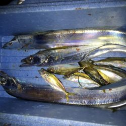 太刀魚釣り三本 浮きダメDAY