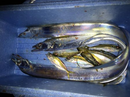 太刀魚釣り三本 浮きダメDAY