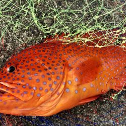 エリア鹿児島ですが奄美です2