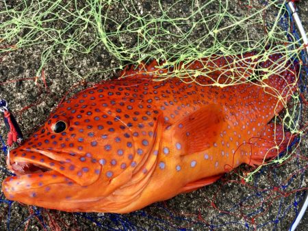 エリア鹿児島ですが奄美です2