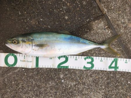 ハマチ1本　〜ボウズ脱出〜